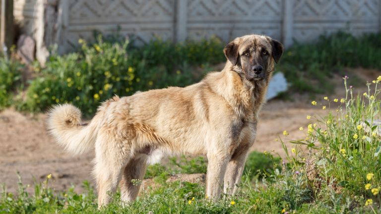 Anatolian Shepherd