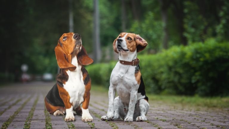 Beagle and the Basset Hound