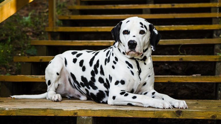 Dalmatian