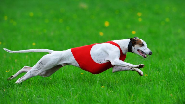 Most Beautiful Dog Breeds Greyhound