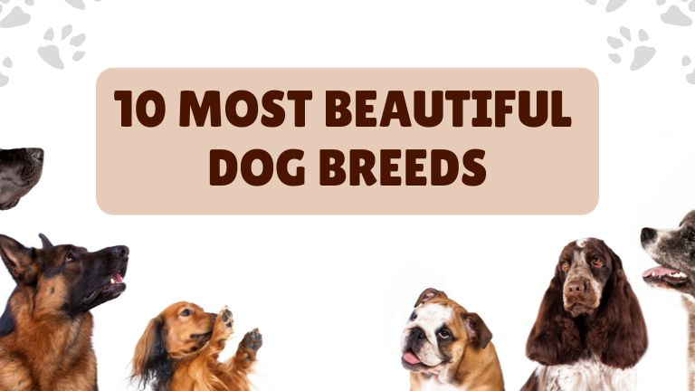 Most Beautiful Dog Breeds