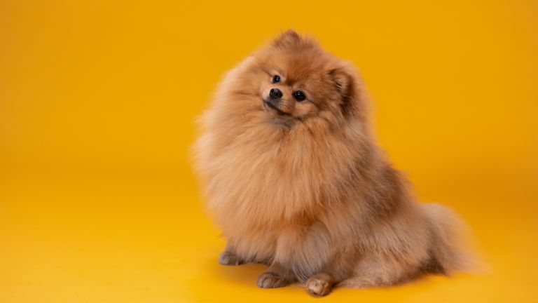 Pomeranian