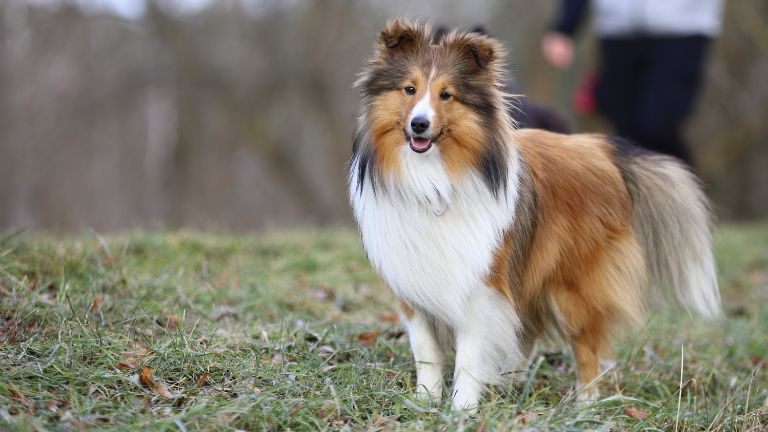 Shetland Sheepdog