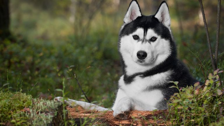 Most Beautiful Dog Breeds Siberian Husky