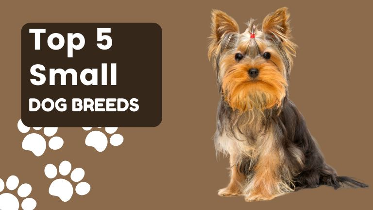 Small Dog Breeds