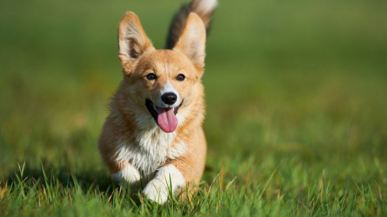 Welsh Corgi