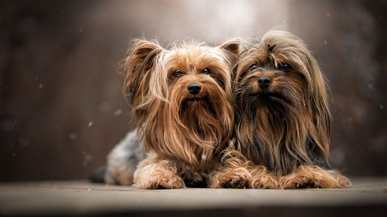 Yorkshire Terrier