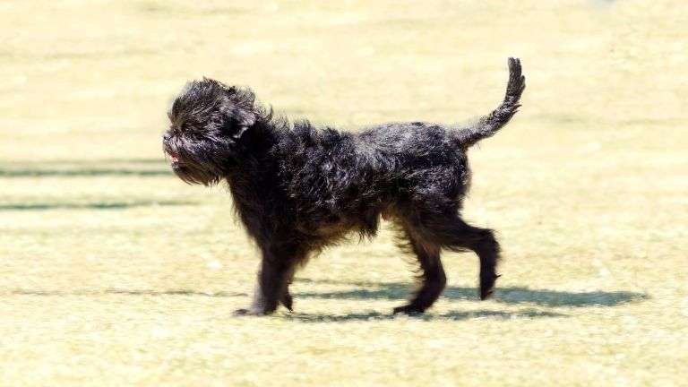 Affenpinscher