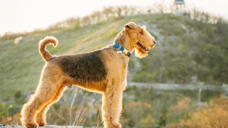 Airedale Terrier