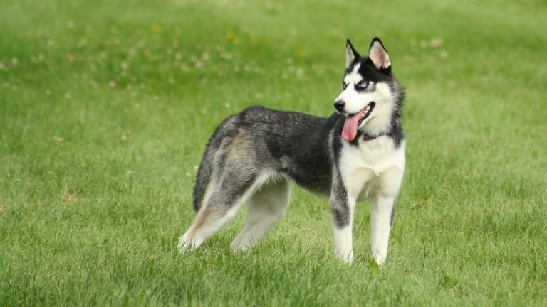 Alaskan Klee Kai