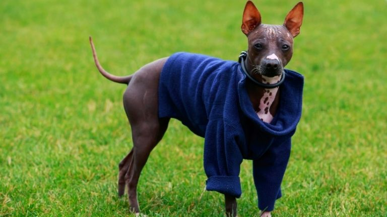 American Hairless Terrier