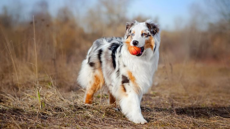 Australian Shepherd