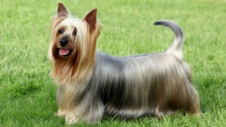 Australian Silky Terrier