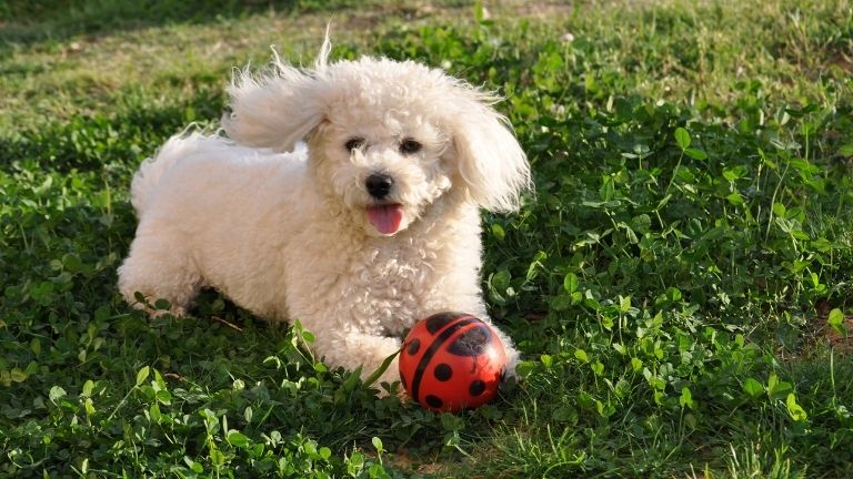 Bichon Frize