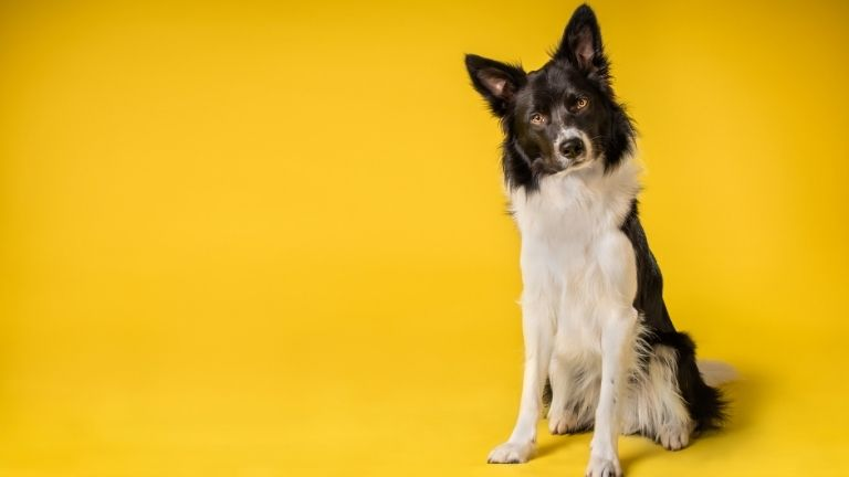 Border Collie