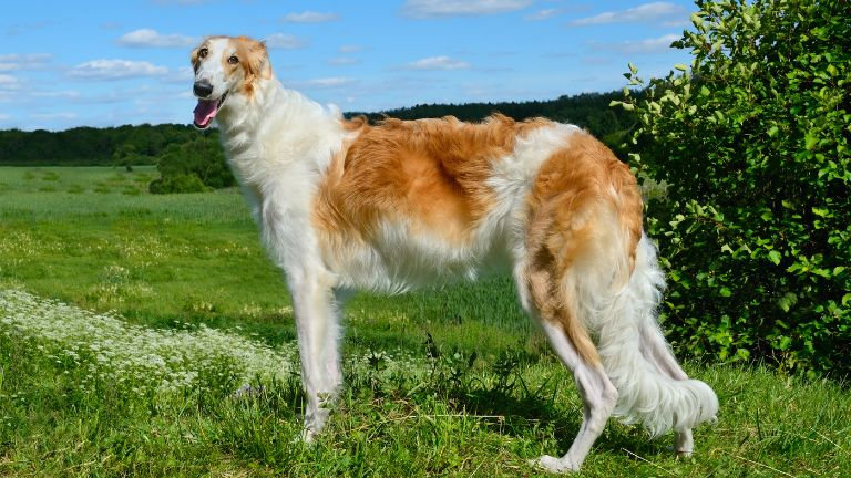 Borzoi