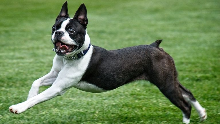 Boston Terrier