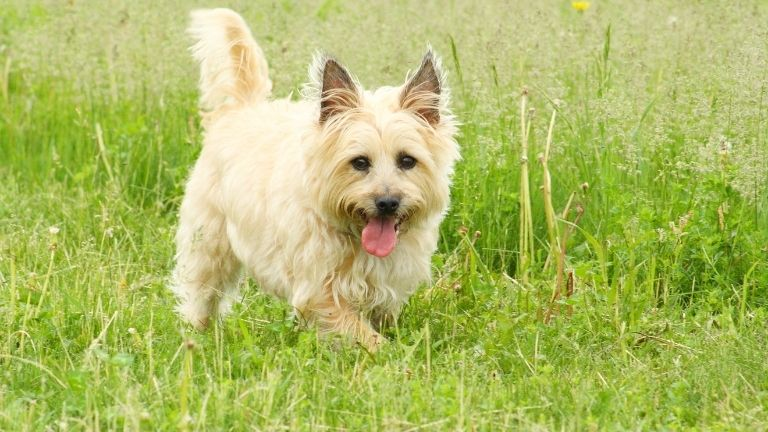 Cairn Terrier