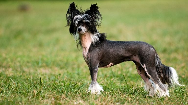 Chinese Crested