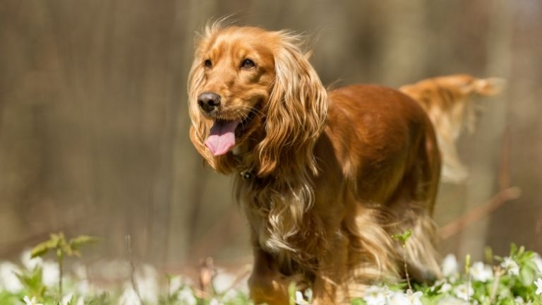 Cocker Spaniel