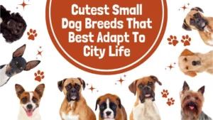 Cutest Small Dog Breeds That Best Adapt To City Life