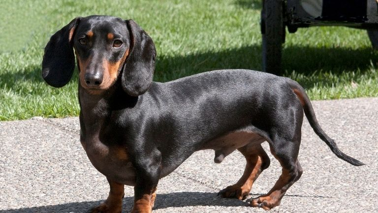 Dachshund