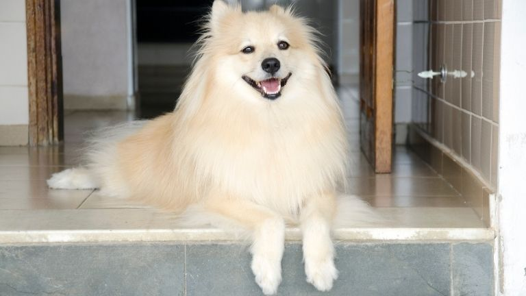 German Spitz