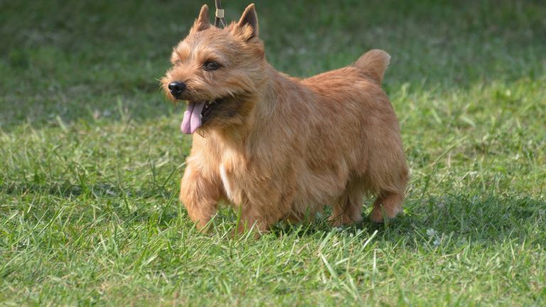 Glen of Imaal Terrier