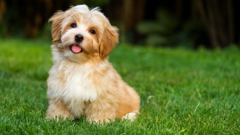 Havanese