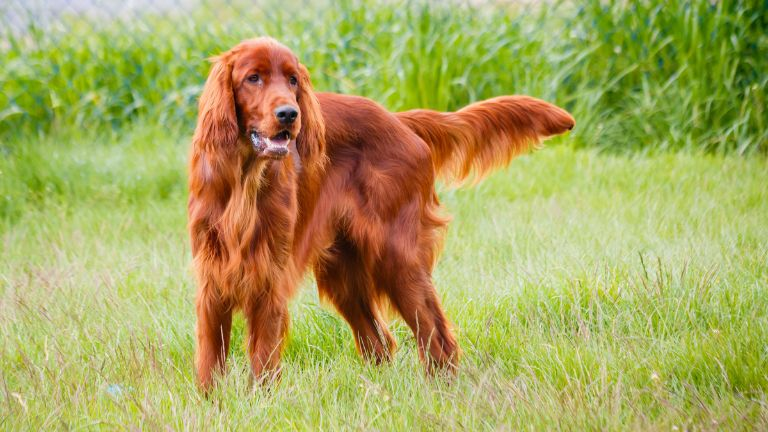 Irish setter