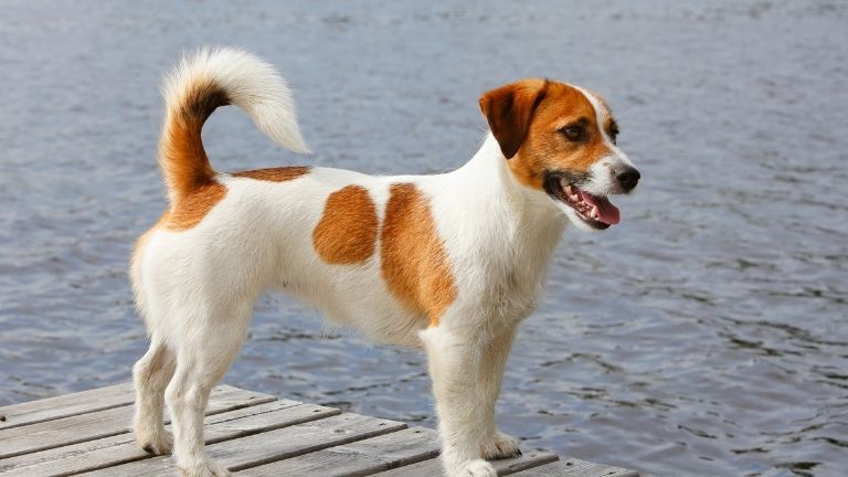 Jack Russell Terrier