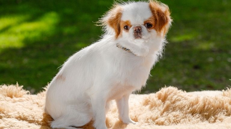 Japanese Chin