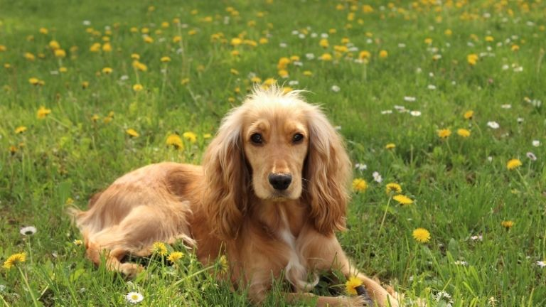 Japanese Spaniel