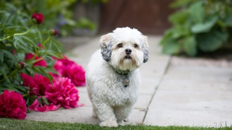 Lhasa Apso