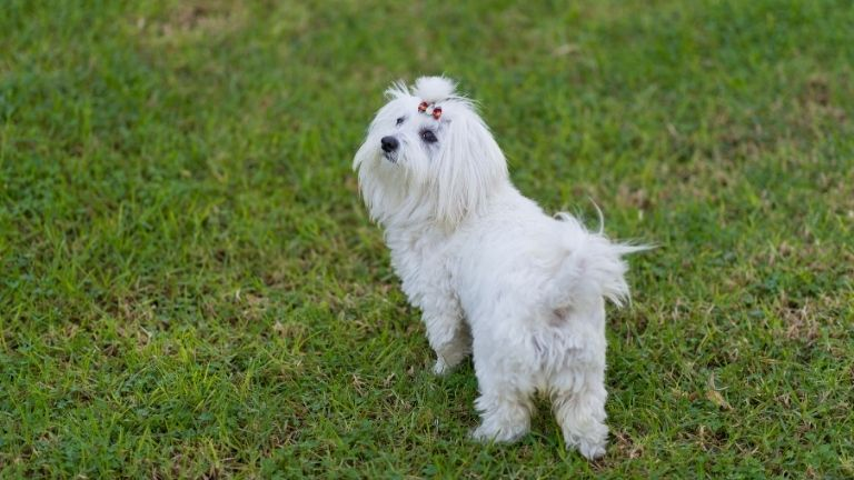 Maltese Bichon