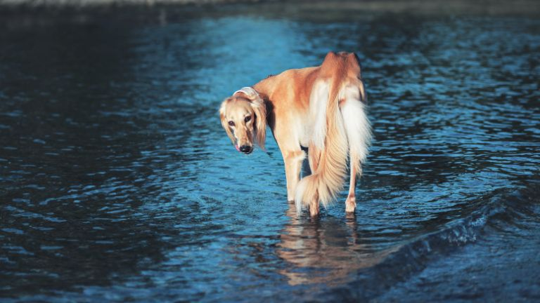 Persian greyhound