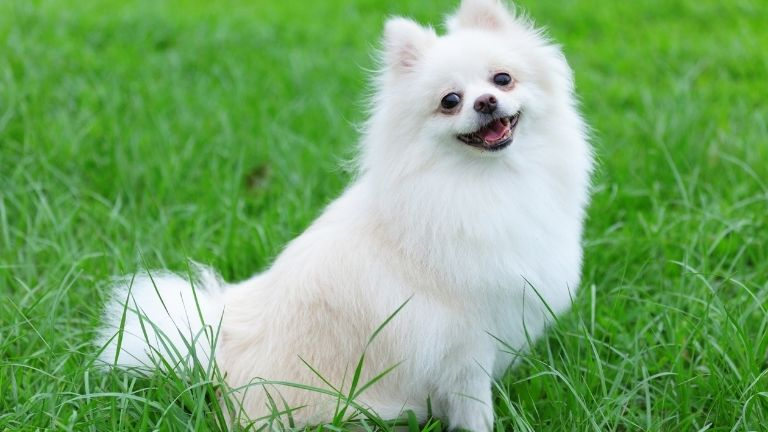 Pomeranian