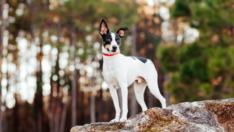 Rat Terrier