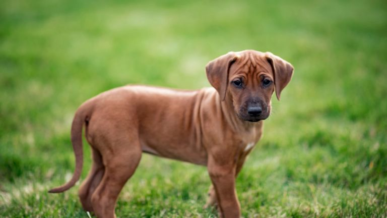 Rhodesian Ridgeback