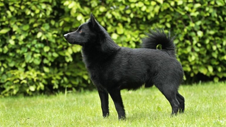 Schipperke