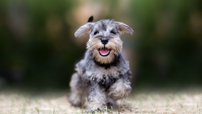 Schnauzer