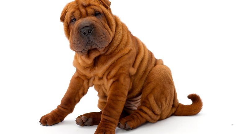 Shar pei