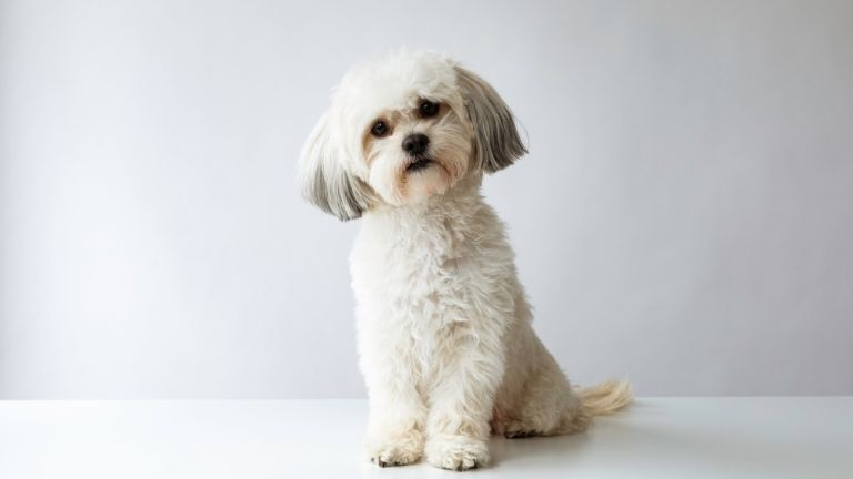 Shih Tzu