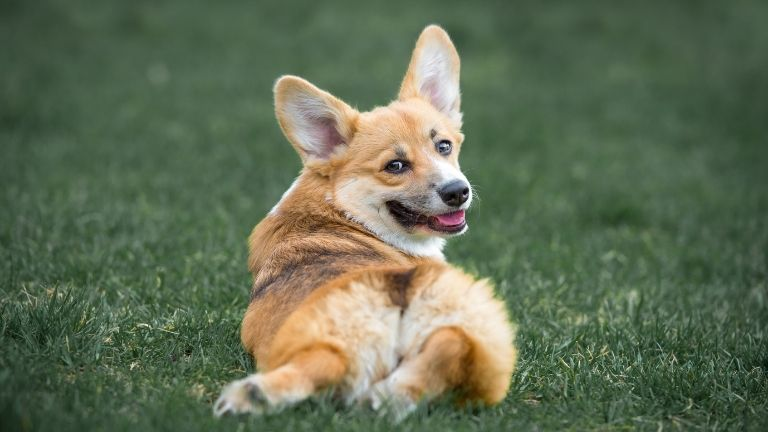 Welsh Corgi