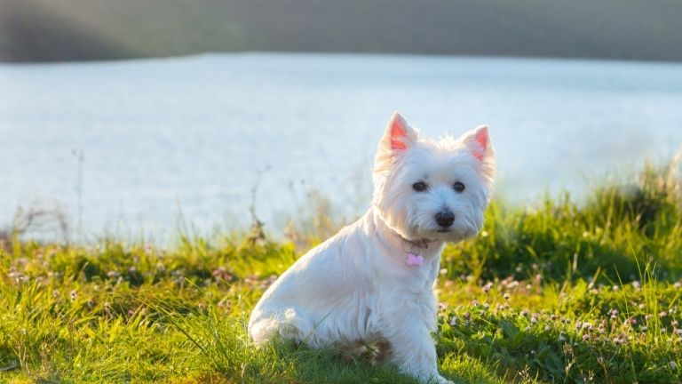 West Highland Terrier